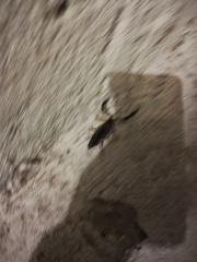 Centruroides fulvipes