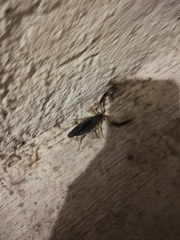 Centruroides fulvipes