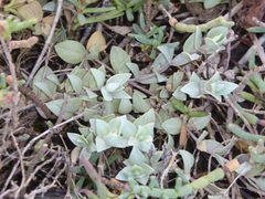 Atriplex watsonii