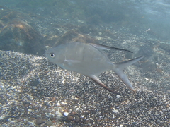 Trachinotus goodei