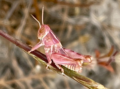 Valley Grasshopper