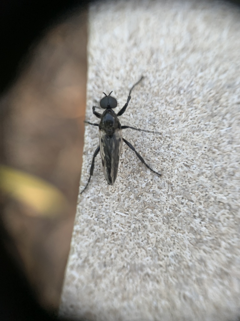 White-winged March Fly