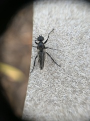 White-winged March Fly