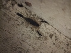 Centruroides fulvipes