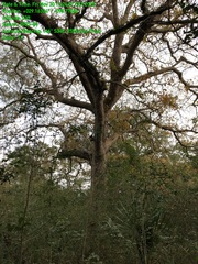 Quercus sinuata sinuata