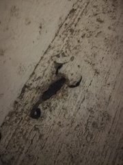 Centruroides fulvipes