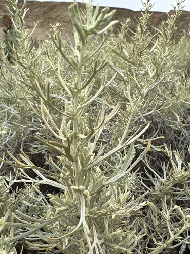 Island Sagebrush (Artemisia nesiotica)