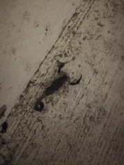 Centruroides fulvipes