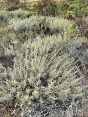 Artemisia nesiotica, photograph (c) william_hoyer, some rights reserved (CC BY)