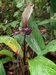 Tacca