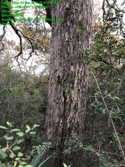 Quercus sinuata sinuata