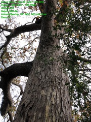 Quercus sinuata sinuata