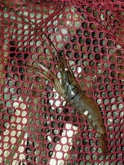 Macrobrachium acanthurus