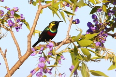 Cinnyris bifasciatus microrhynchus