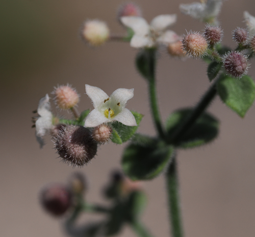 Galium hilendiae ssp. hilendiae