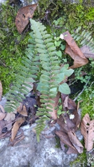 Asplenium resiliens