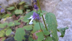 Salvia compsostachys