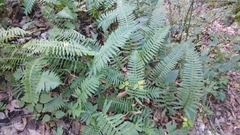 Polypodium plesiosorum