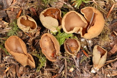 Otidea alutacea
