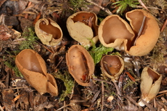 Otidea alutacea
