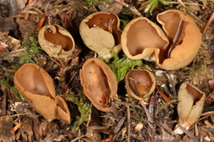 Otidea alutacea