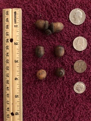 Quercus sinuata sinuata