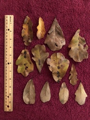 Quercus sinuata sinuata