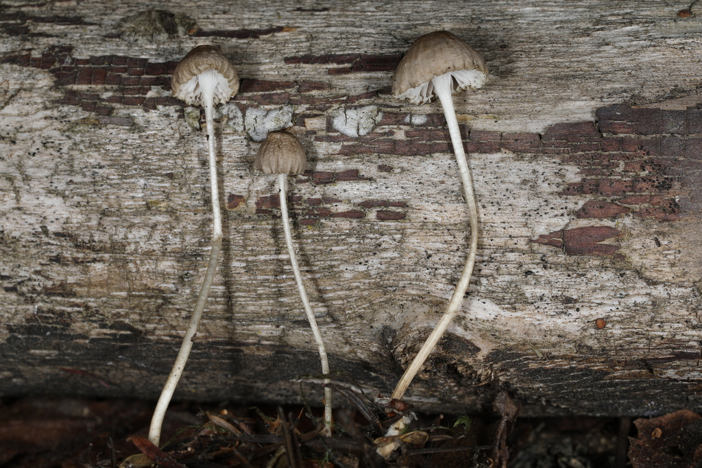 Mycena vulgaris