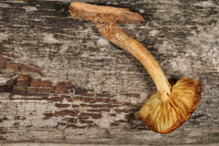Gymnopilus bellulus