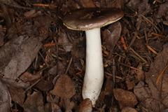 Russula murrillii