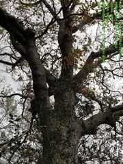 Quercus sinuata sinuata