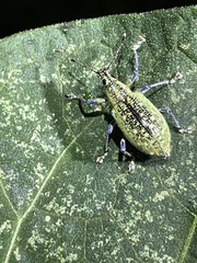 Exophthalmus jekelianus image