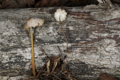 Strobilurus albipilatus