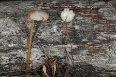 Strobilurus albipilatus