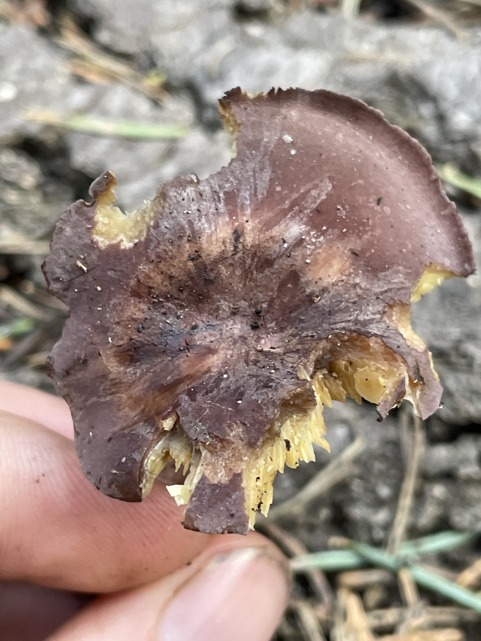 Calocybe onychina OnyxSchönkopf