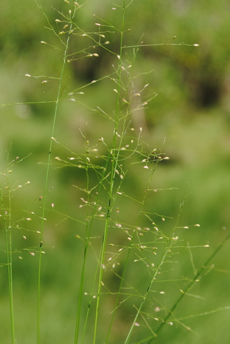 Image of Dichanthelium dichotomum by (c) Zihao Wang, some rights reserved (CC BY)
