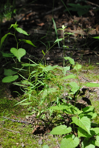 Image of Dichanthelium dichotomum by (c) Zihao Wang, some rights reserved (CC BY)