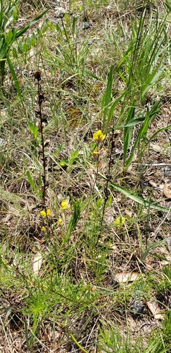 Image of Castilleja kraliana by (c) Stephan Eselgroth, some rights reserved (CC BY-SA)
