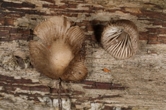 Mycena abramsii