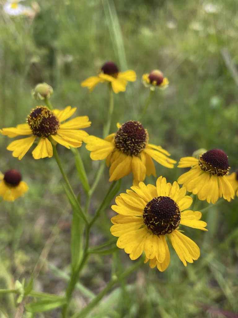 Southern Sneezeweed from S Main St, Polkton, NC, US on June 5, 2023 at