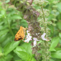 Hylephila phyleus phyleus