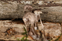 Mycena bulliformis