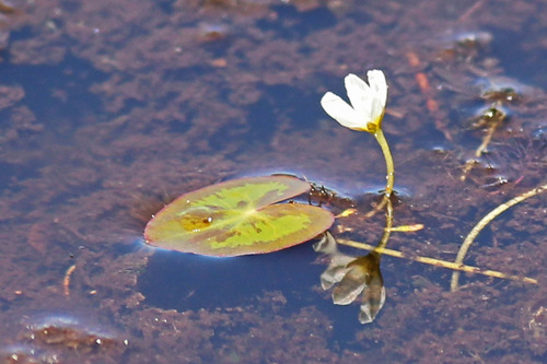 Little floatingheart (Nymphoides cordata)