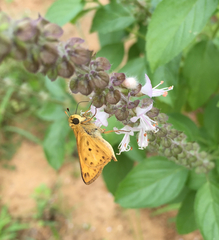 Hylephila phyleus phyleus