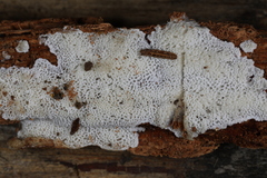 Trechispora mollusca