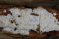 Trechispora mollusca