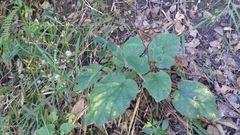 Roldana sundbergii