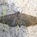 Eupithecia jejunata - Photo (c) Chuck Sexton, algunos derechos reservados (CC BY-NC), subido por Chuck Sexton