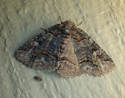 Brown-spotted Zale Moth photo 3