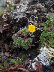 Potentilla subvahliana